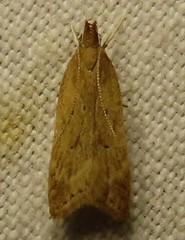 Helcystogramma badia