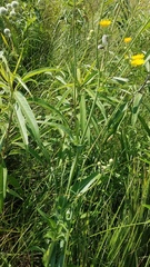 Sonchus arvensis uliginosus