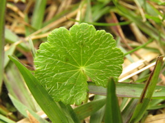 Hydrocotyle bonplandii