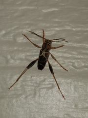Neoclytus mucronatus
