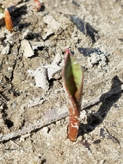 Erythronium americanum