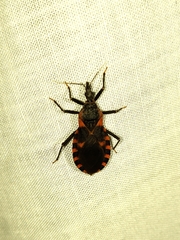 Triatoma sanguisuga