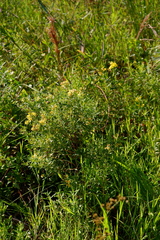 Hypericum densiflorum