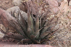 Agave simplex