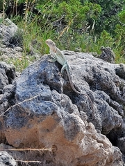 Crotaphytus collaris