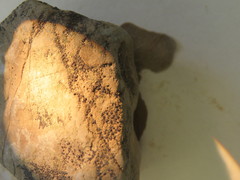 Acarospora americana