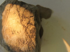 Acarospora americana