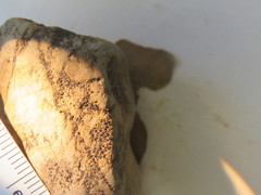 Acarospora americana