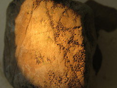 Acarospora americana