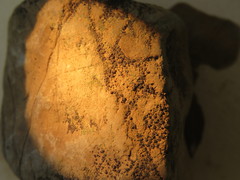 Acarospora americana