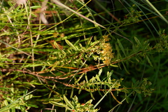 Hypericum densiflorum