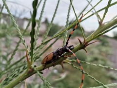 Dendrobias mandibularis