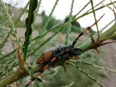 Dendrobias mandibularis