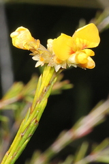 Dillwynia floribunda
