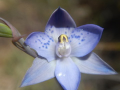 Thelymitra simulata