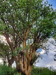 Erythrina flabelliformis