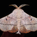 Mimallonidae - Photo (c) Diane P. Brooks,  זכויות יוצרים חלקיות (CC BY-NC-SA), הועלה על ידי Diane P. Brooks