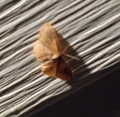 Leptostales ferruminaria