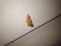 Leptostales ferruminaria