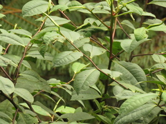 Symplocos mucronata