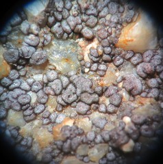 Acarospora americana