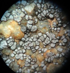 Acarospora americana