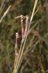 Schoenus calostachyus