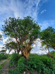 Erythrina flabelliformis