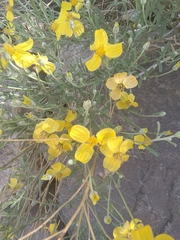 Psilostrophe cooperi