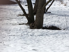 Marmota monax