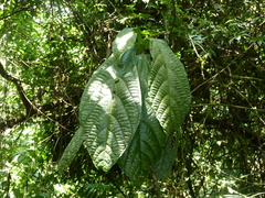 Quararibea pumila
