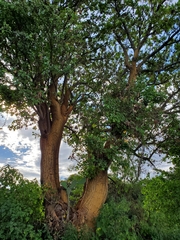Erythrina flabelliformis