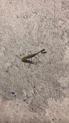 Pseudovates chlorophaea