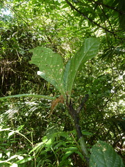 Quararibea pumila
