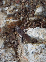 Apidaurus conspersus