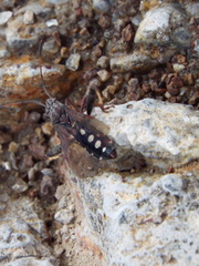 Apidaurus conspersus