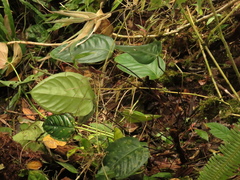 Anthurium longegeniculatum