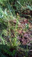 Xyris difformis