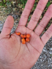 Erythrina flabelliformis