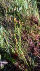 Xyris difformis