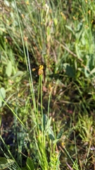 Xyris difformis