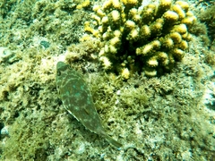 Sphoeroides lobatus