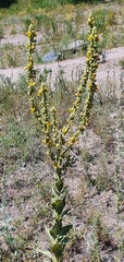 Verbascum songaricum