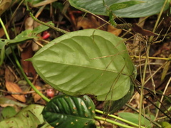 Anthurium longegeniculatum