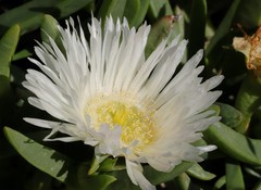Carpobrotus virescens