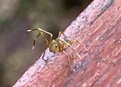 Amyciaea albomaculata