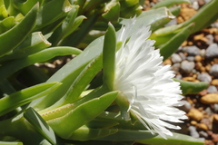 Carpobrotus virescens