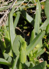 Carpobrotus virescens