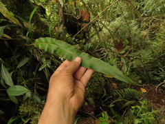 Elaphoglossum cuspidatum