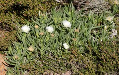 Carpobrotus virescens